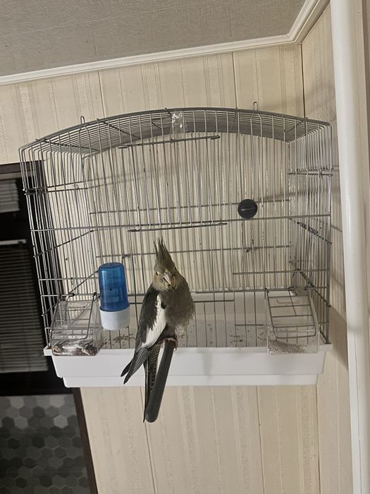 Ппапугай карелла