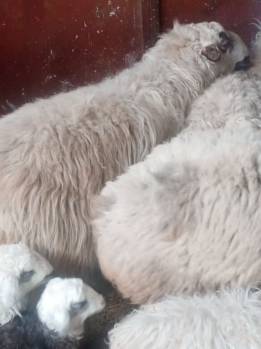 Продается племенной кошкар