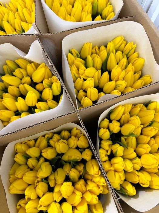 Тюльпаны по низким ценам