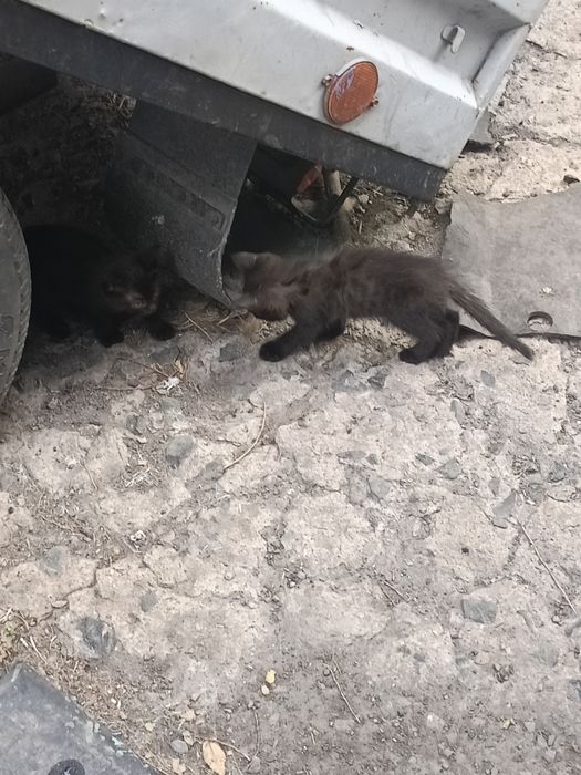 Котята в добрые руки .