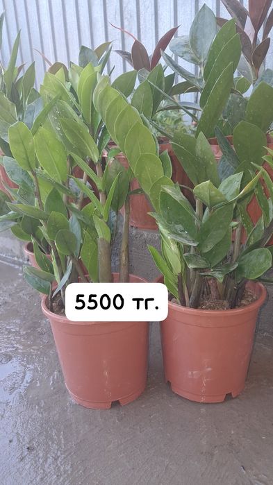 Цветы Мырзакент.