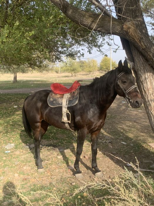 Айгыр сатылады 5 жаста