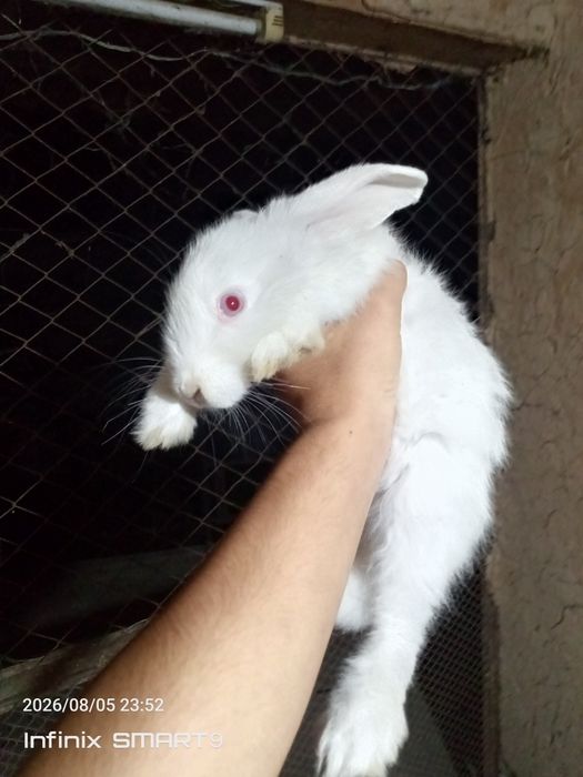Assalomu aleykum Flandr 4ta 1ta velikan