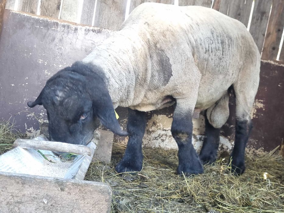 Berbec Suffolk cu Pedigree