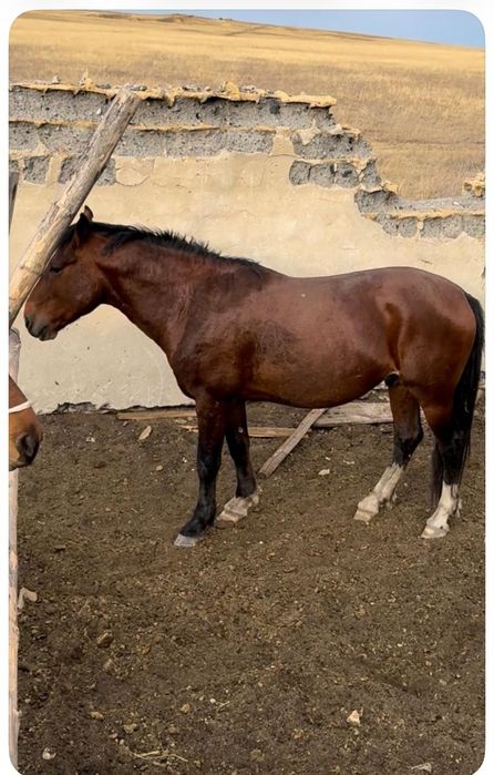 Айғыр сатылады!!!