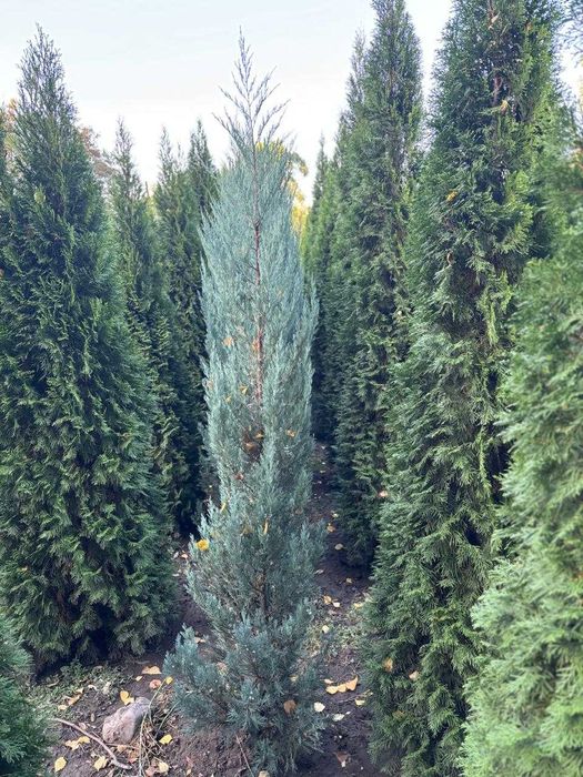 Туя смарагд 1,8-2м.