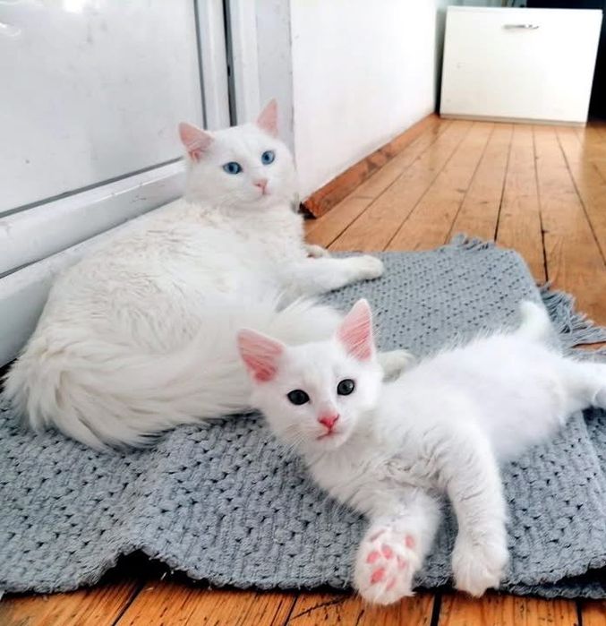 Турски ангорски котета
