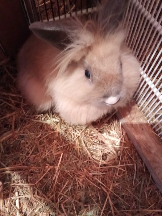 Donez o pereche de iepurași cap de leu