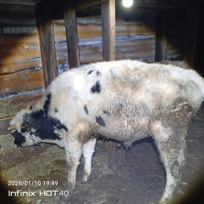 Продам 3 Бычков.