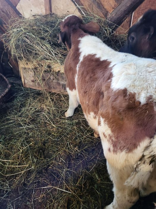 Tauras Baltat de 6 saptamani