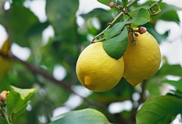 Лимон Павловский