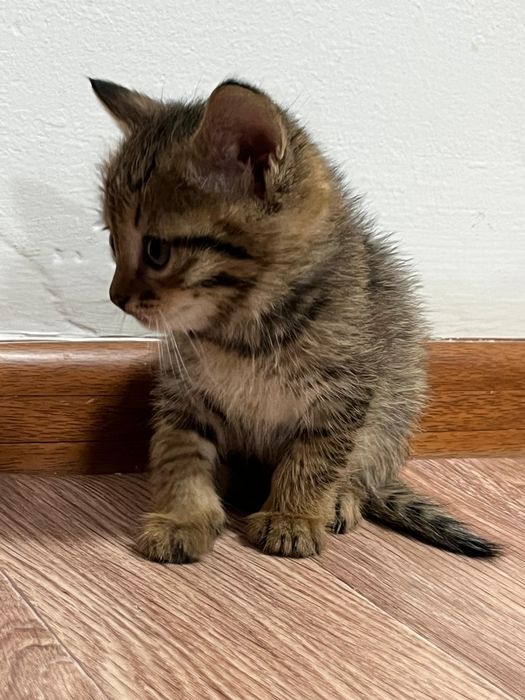 Отдаю котят в добрые руки