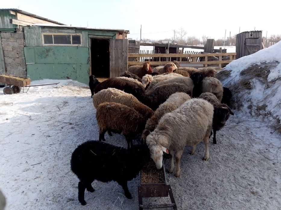 Продам баранов СРОЧНО