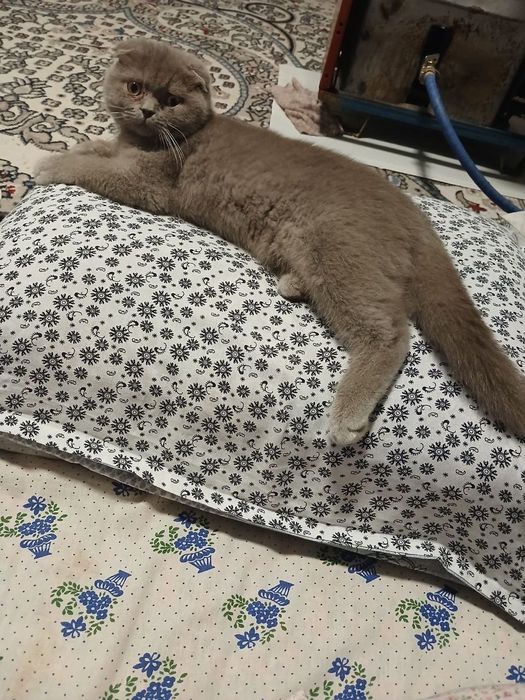 Мушук сотилади пародали Киз бола