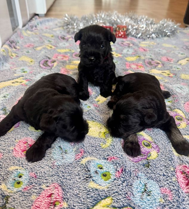 Малки цвергшнауцери търсят своя дом