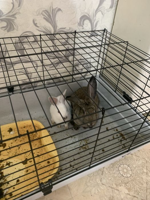 Продам кроликов