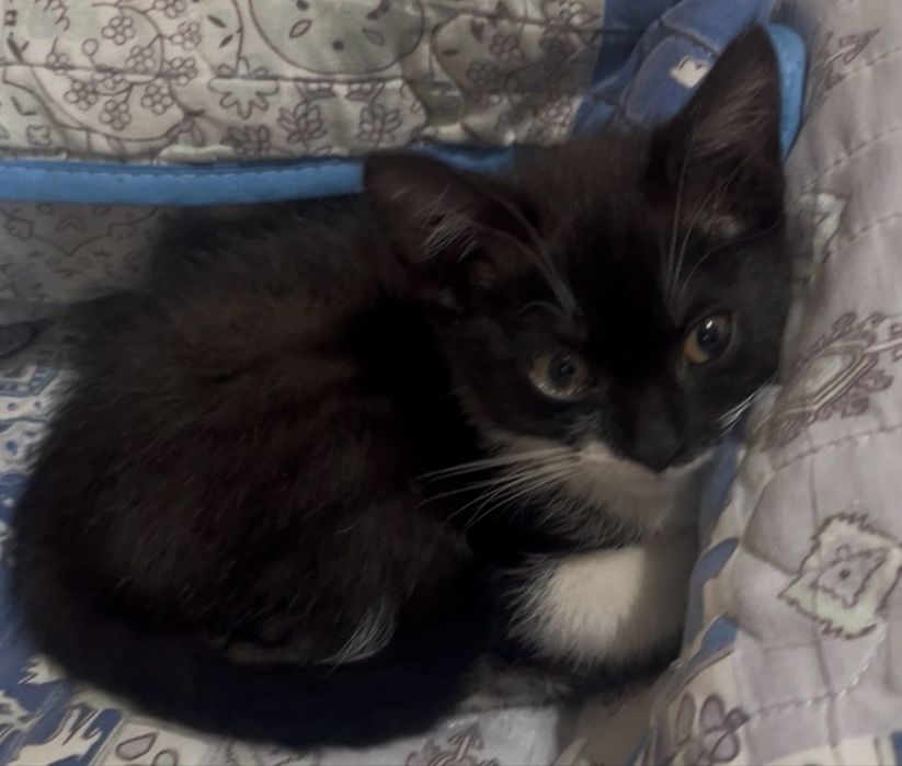 Котенок в ответственные руки