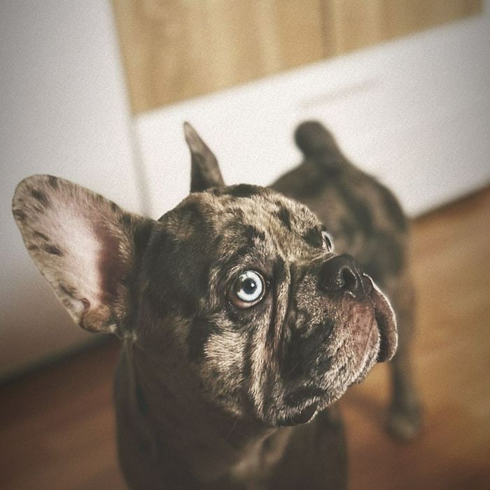 Dog sitter/Cazare căței, pisici și alte animale/ Pet sitter/Vizite/Pli