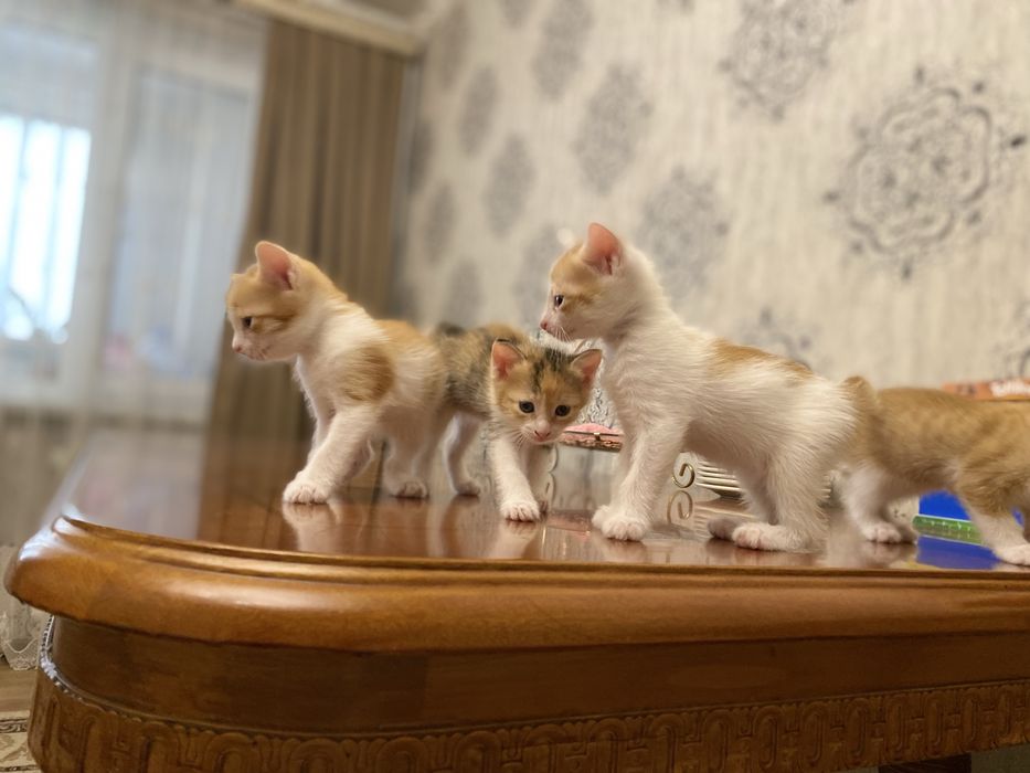 Марғаулар сатылады. Бір данасы 5000 тг