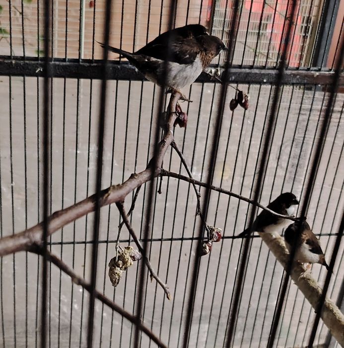 2 двойки Японски амадини