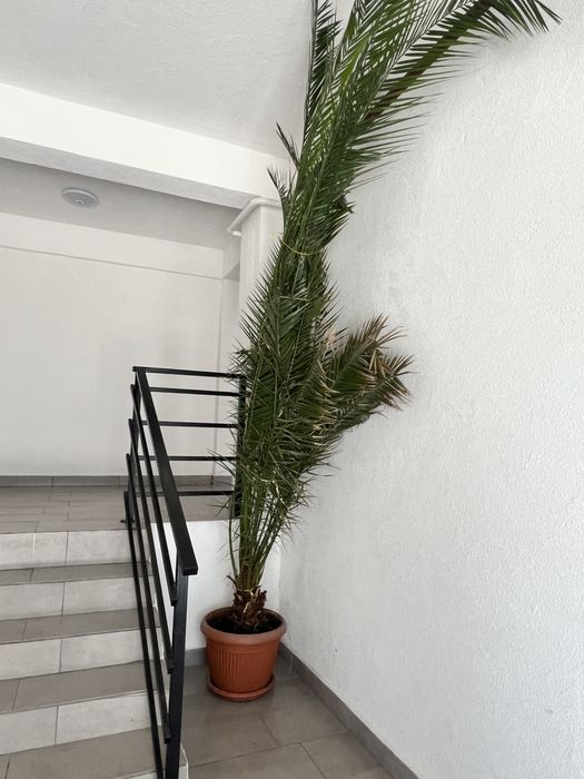 Vand palmier ornamental