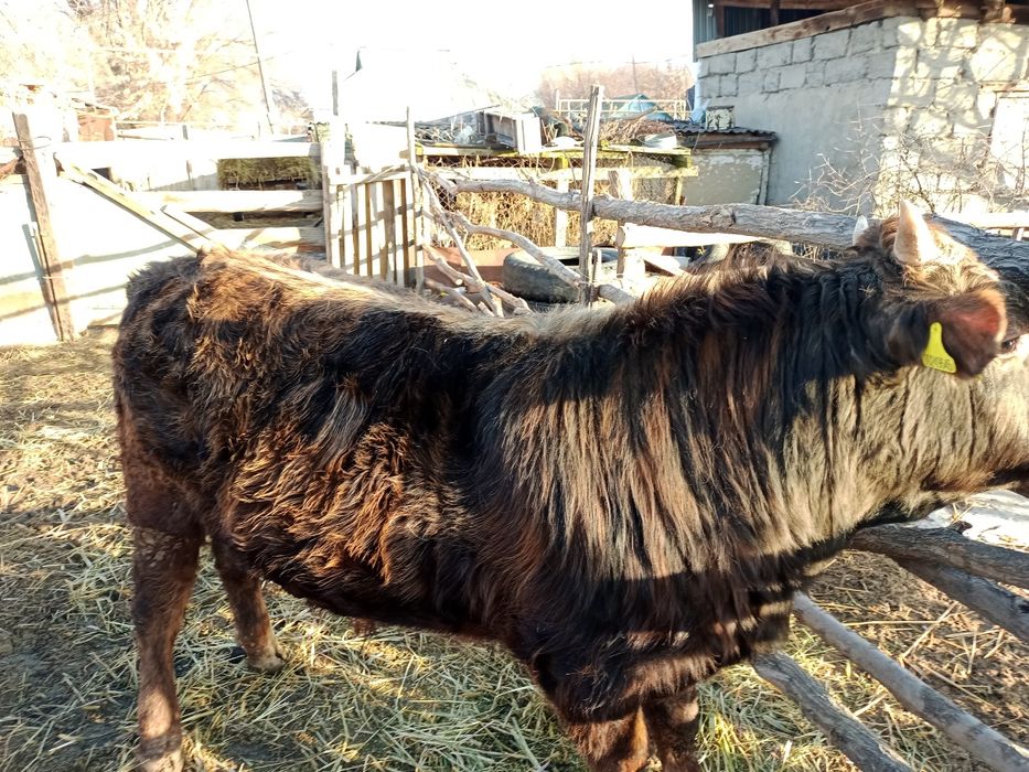 Продаю быка в откорме