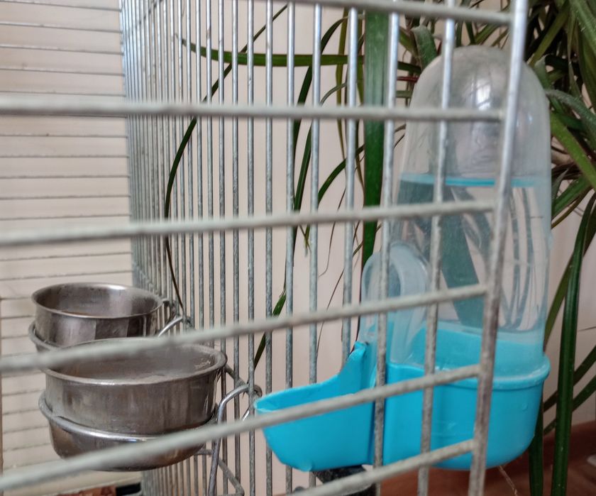 Papagal nimfa mascul + colivie + accesorii