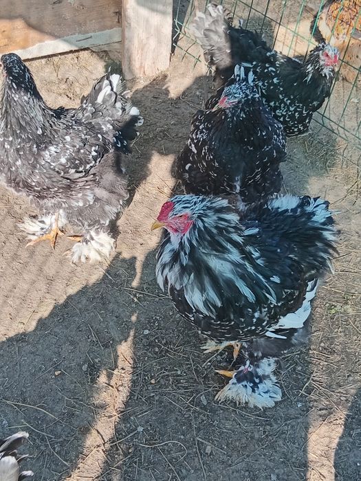 Ouă  Brahma  negru bobat