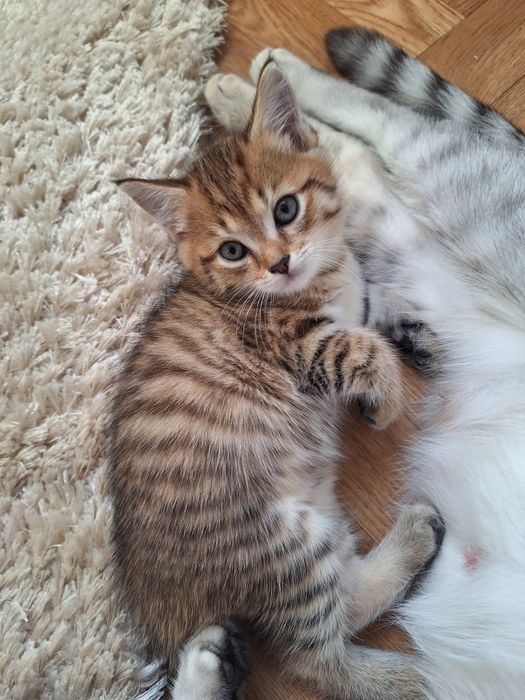 Отдам котят в добрые руки