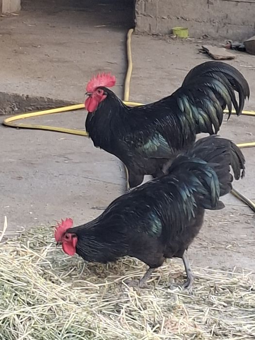 Кора товук тухуми сотилади . Зоти чиройли