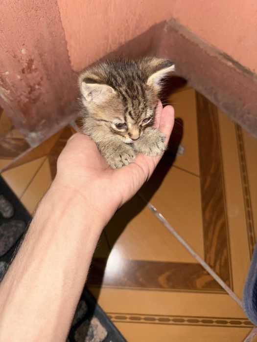 Pisicuta spre adoptie