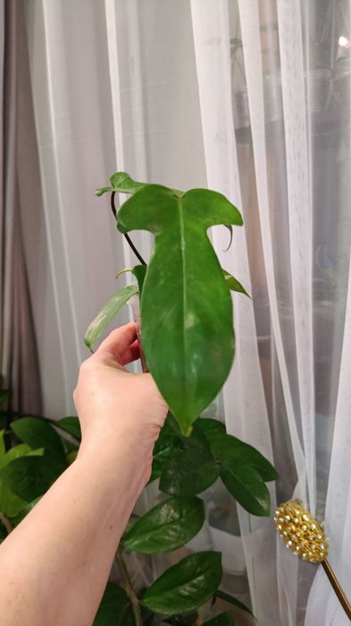 Отростки большой выбор