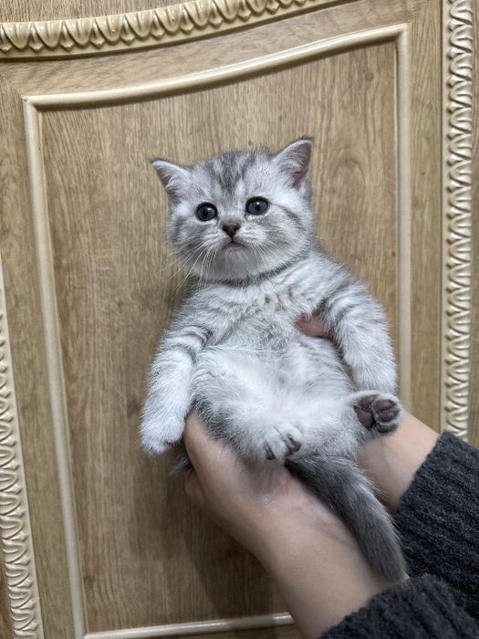 Британские котята