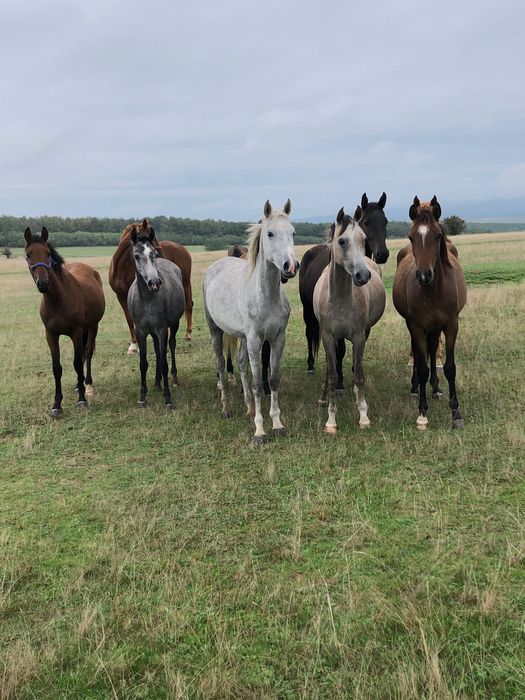 Pur sânge arab ,shagya arab ,cai de toate vârstele .iapa manz armăsar