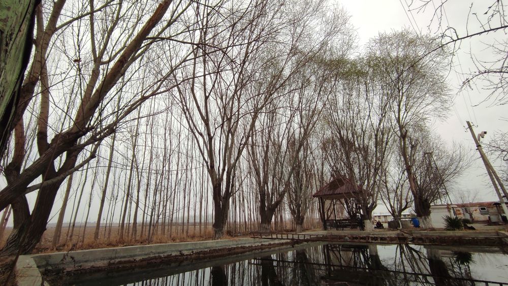 Утинга Тол дарахтлари (дрова)