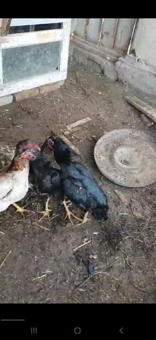 Kulangi tovuqlar sotiladi