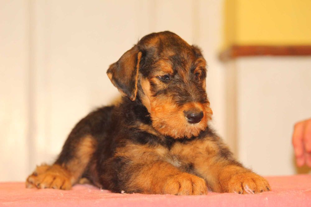 pui airedale terrier din parinti campioni