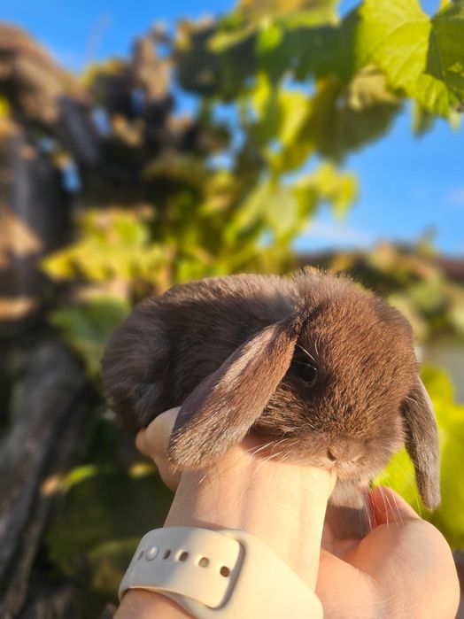 Vând iepurași  Berbec Pitic