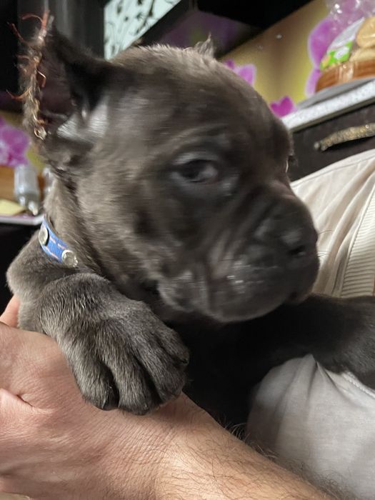 Итальянский кане корсо щенки