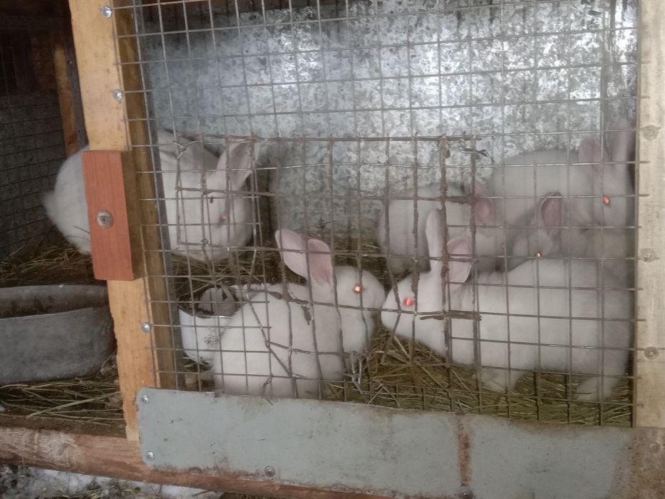 Продам кроликов на развод