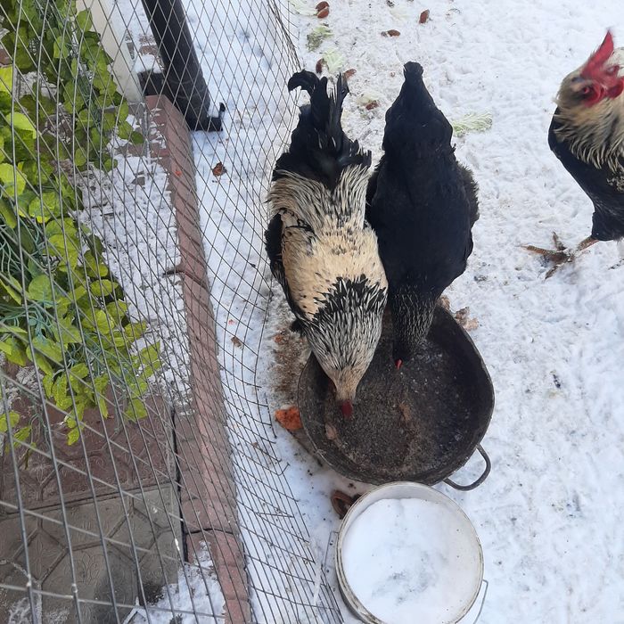 Петухи Продаётся