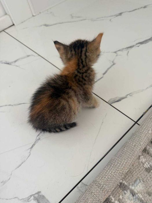 Mushukcha bepul beriladi! 1 oyli