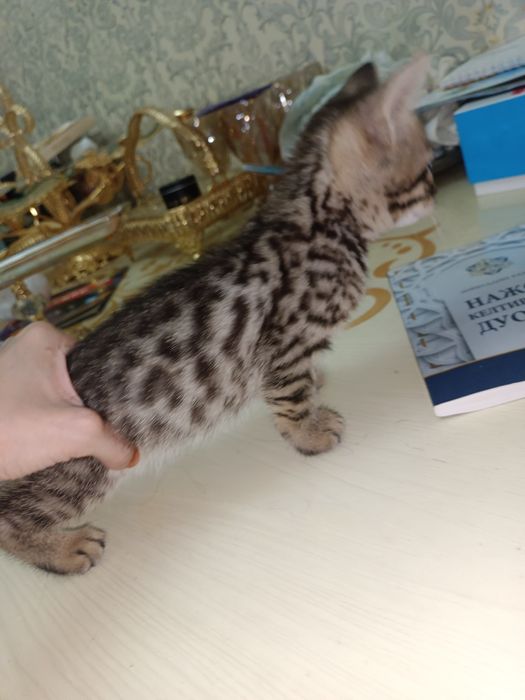 Zotor muwuk onasi Shatlanskiy visla uxla adasi bengal
