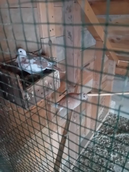 Vând sau schimb Algaponis