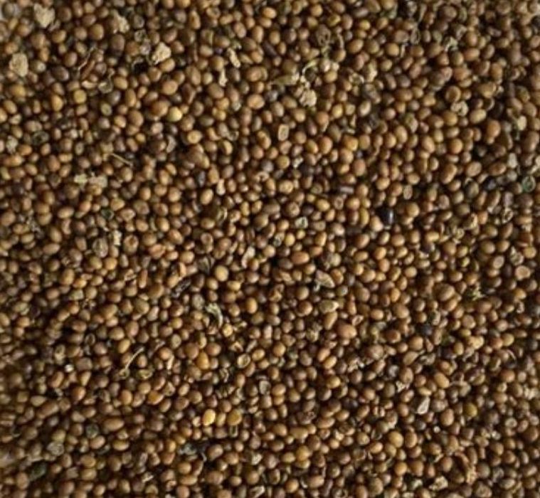 Vând seminte de ghidei selectat calitatea 1 germinatie 100/100