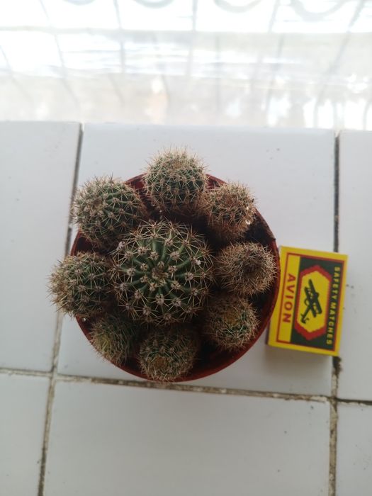 Продаётся кактус-эхинопсис