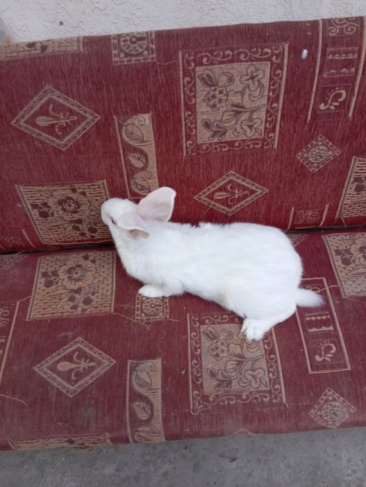 Куён боллари сотилади.