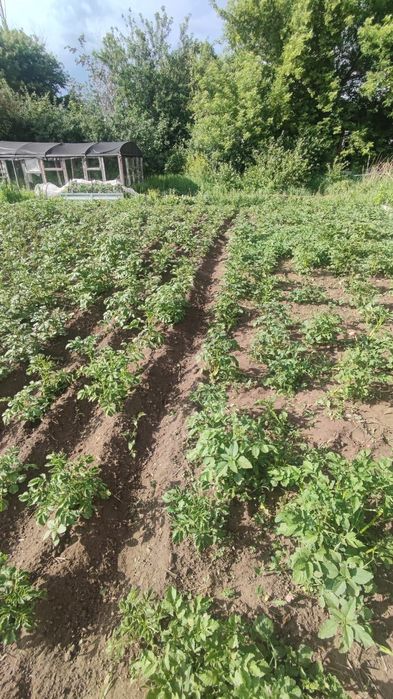 Срочно продам дачу  общество ромашка