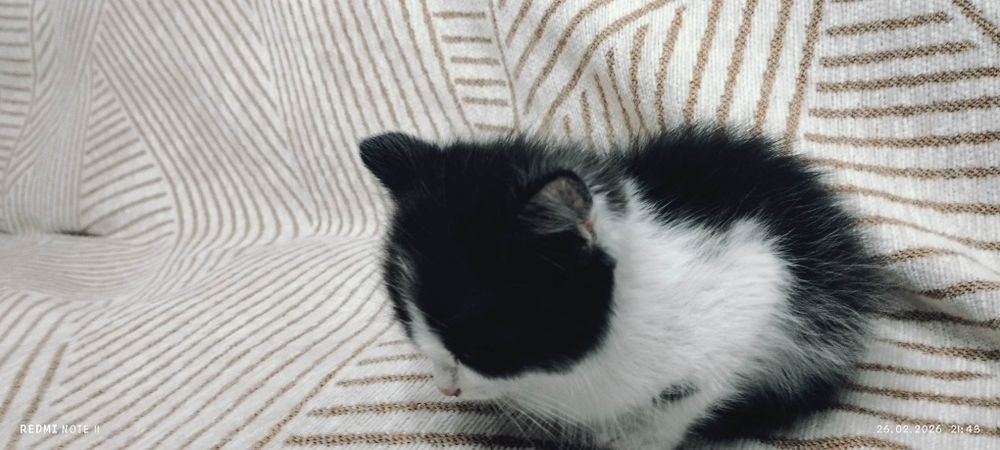 Котенок 2 месяца