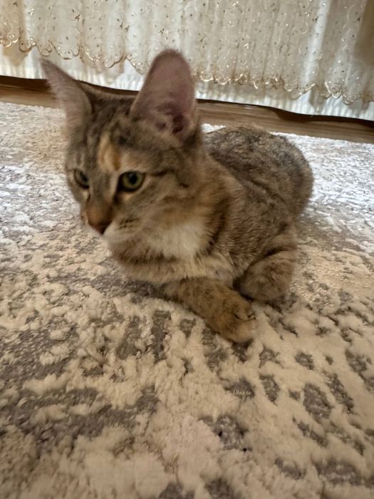 Кошечка срочно отдам в добрые руки